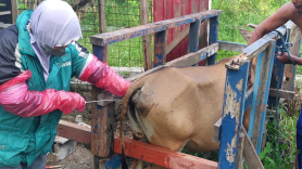 Image of a person milking a cow