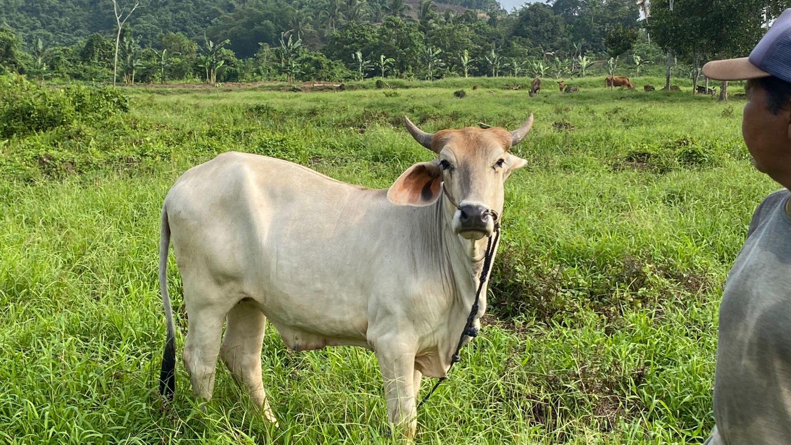 [ganti nama sapi]