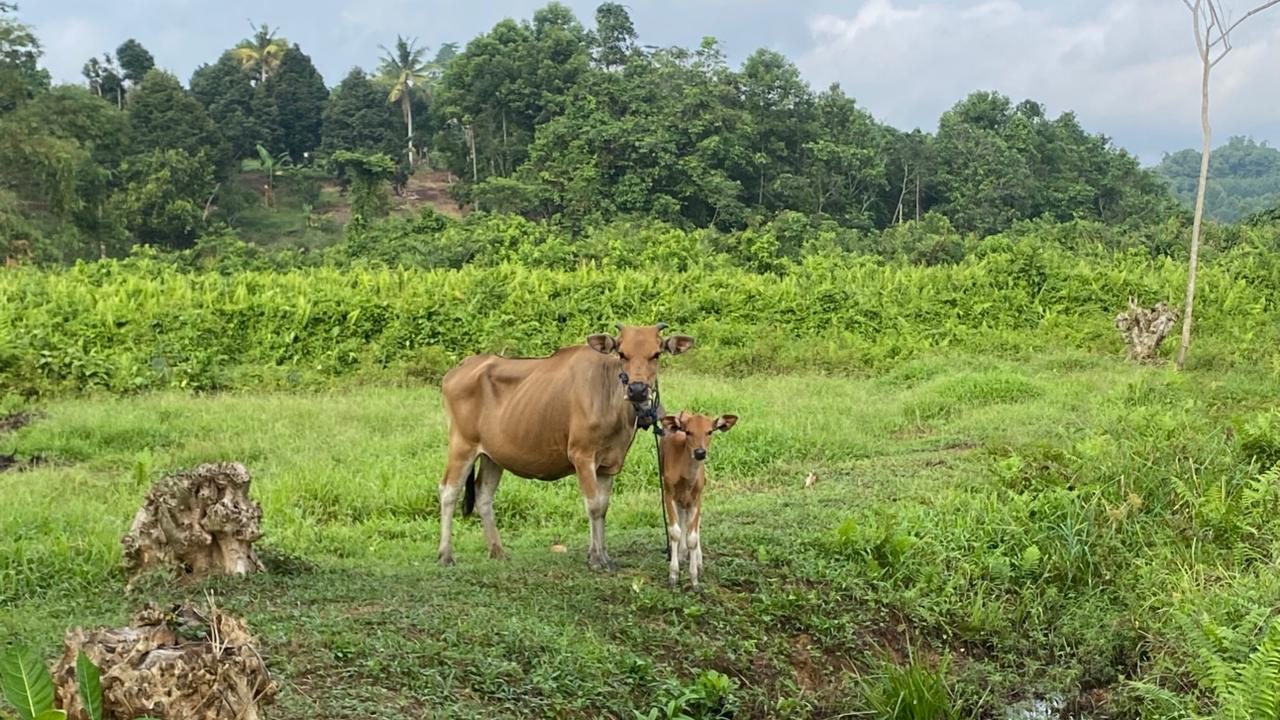 [ganti nama sapi]