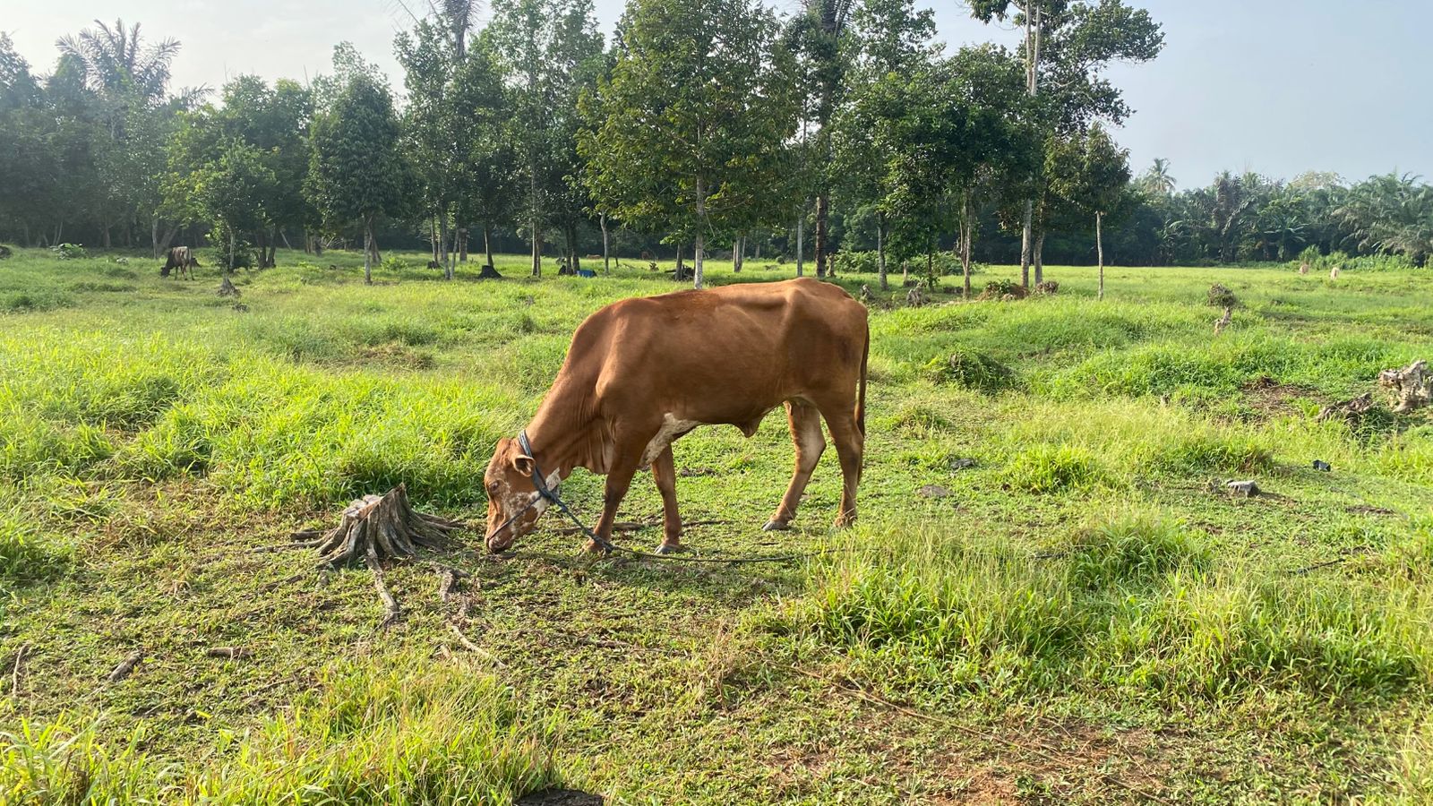 [ganti nama sapi]