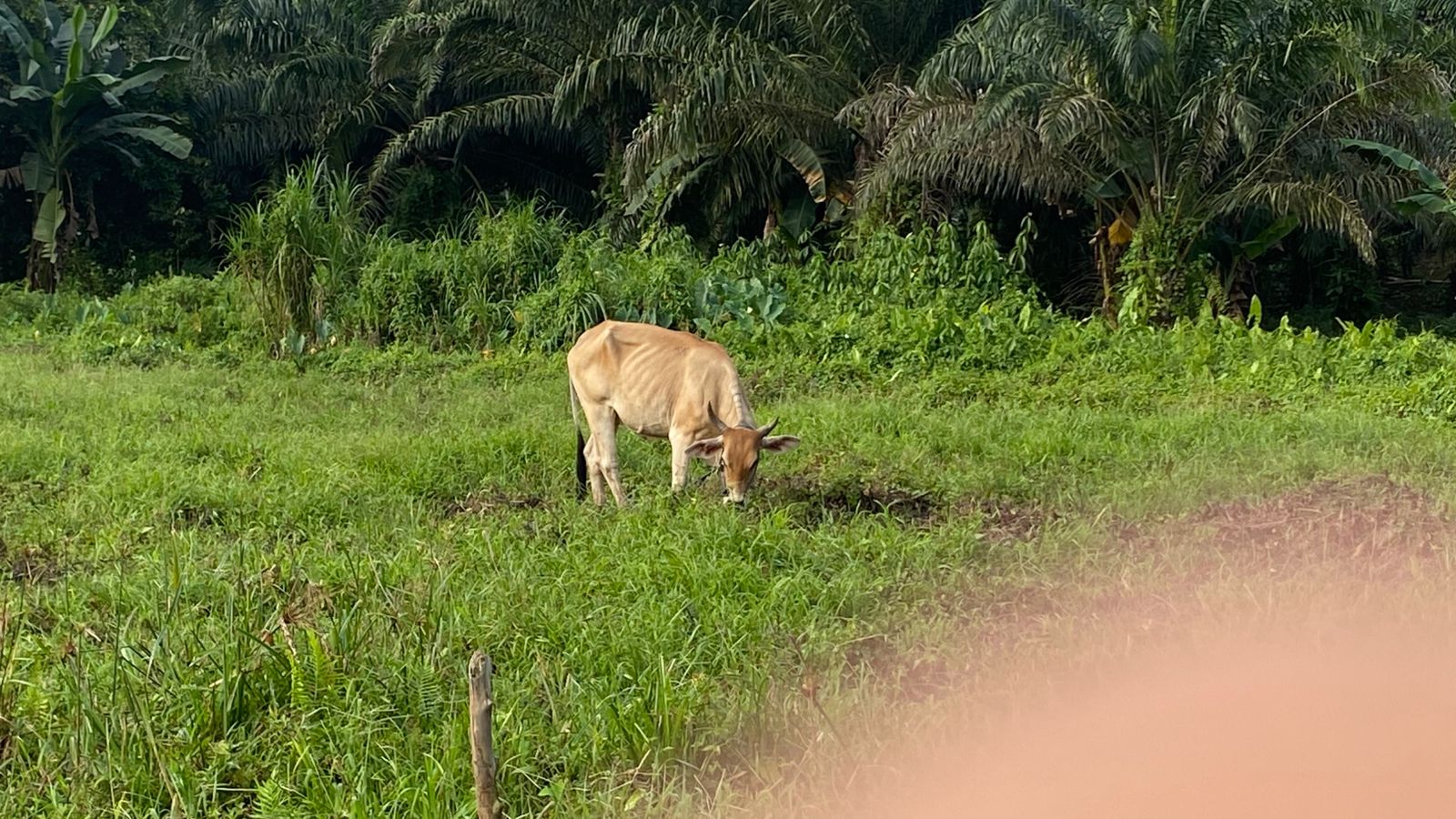 [ganti nama sapi]