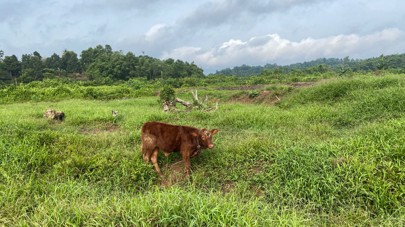 [ganti nama sapi]