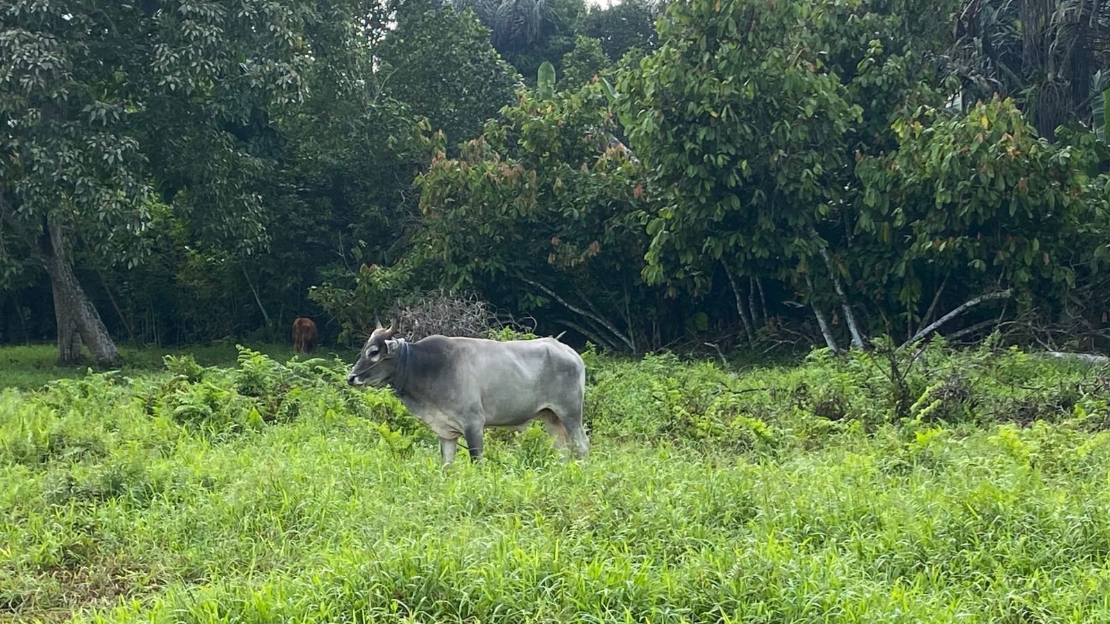 [ganti nama sapi]