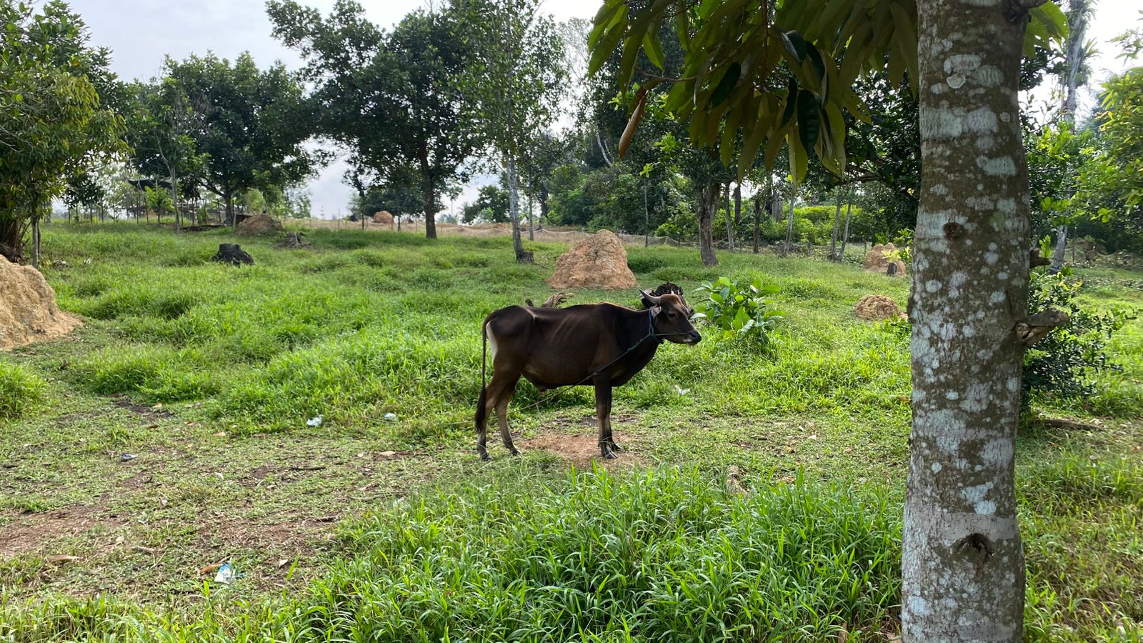 [ganti nama sapi]