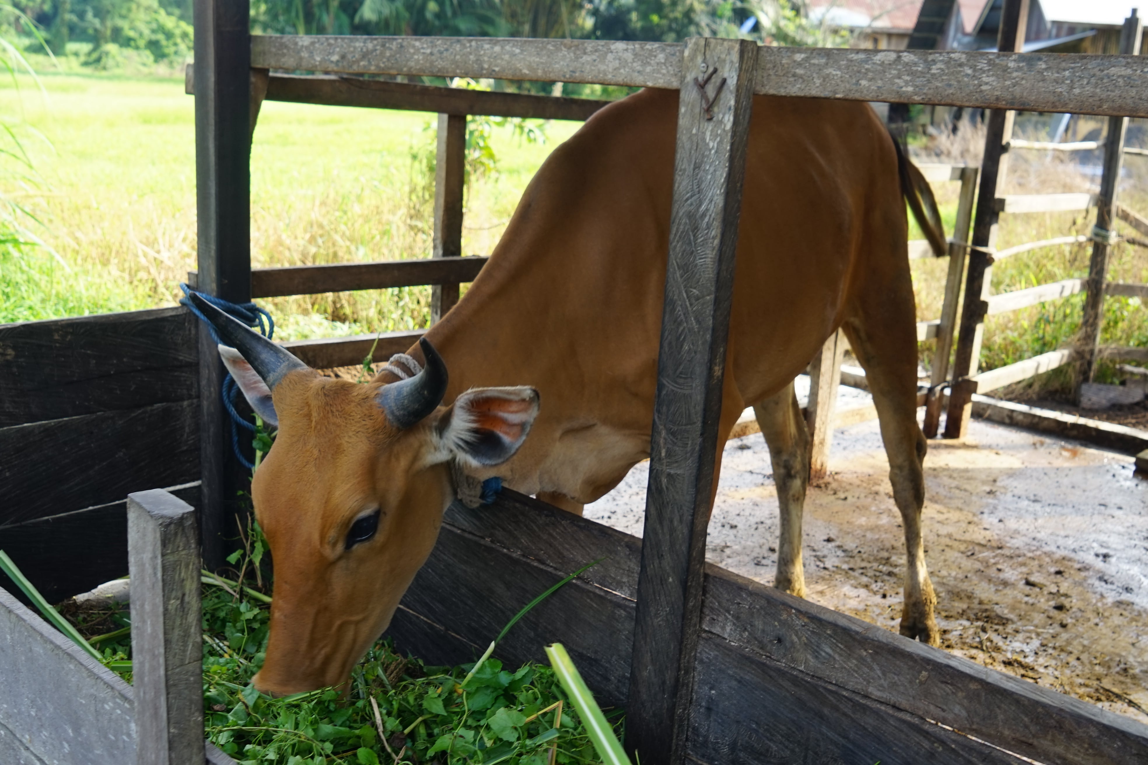 [ganti nama sapi]