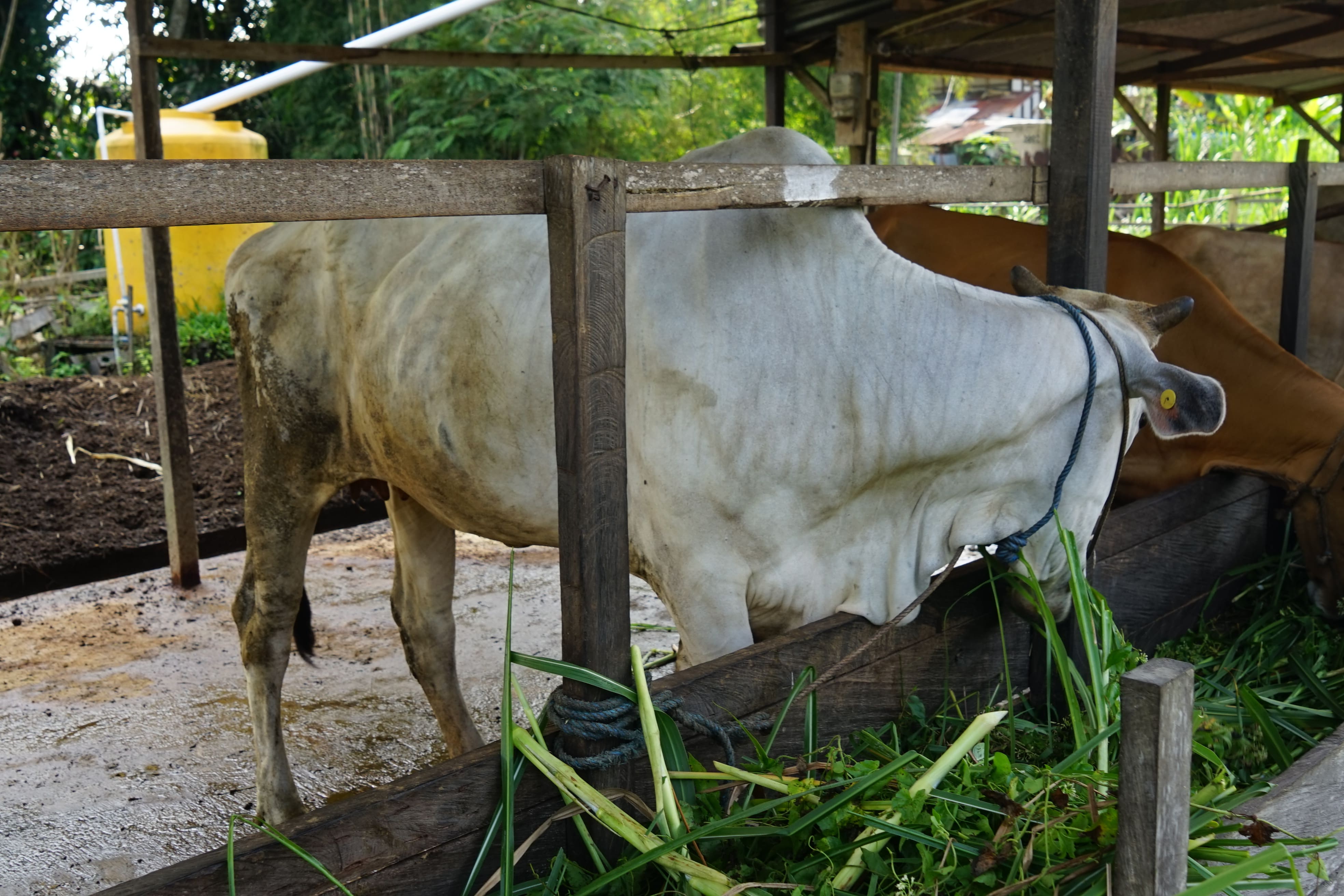 [ganti nama sapi]