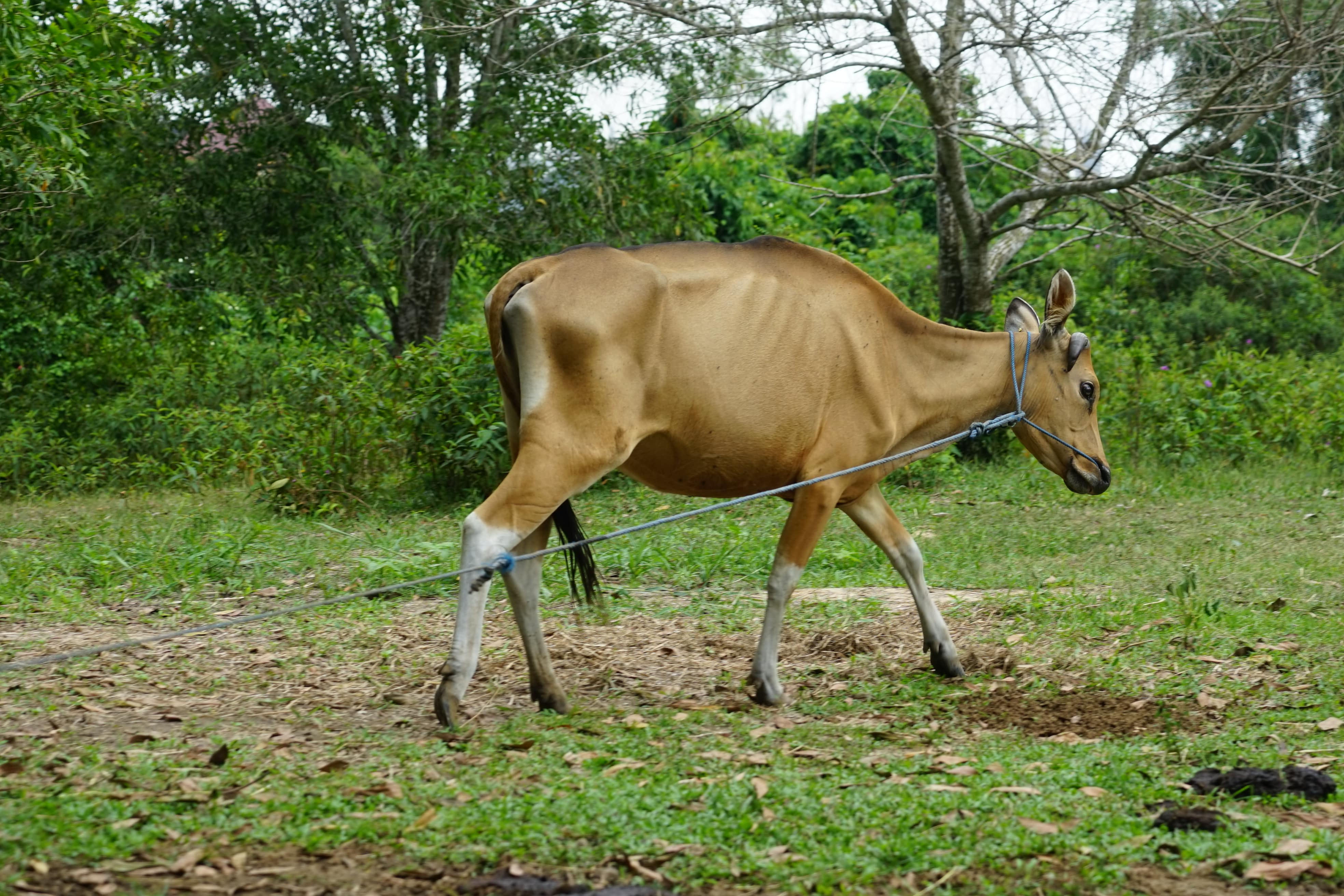 [ganti nama sapi]